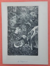 Im Gebirgsurwald Elefanten  Wilhelm Kuhnert  Afrika  Lithographie 1920 