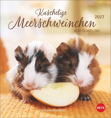 Kuschelige meerschweinchen - kuschelige,