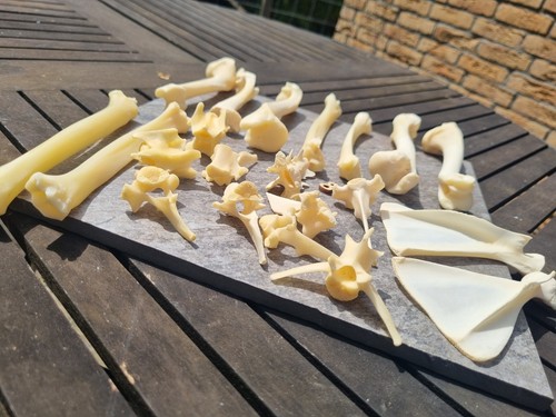 Echtes kitz knochen - kitz,