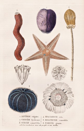 Sea urchin seeigel seelilien - sea,