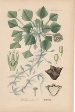 Trapa natans - Wassernuss