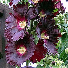 Stockrose Alcea 200 Samen Heilpfl. Stockmalve Bauerngarten viele schöne Farben