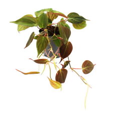 Exotenherz - Philodendron micans - Dunkler Kletternder Baumfreund - 12cm Topf
