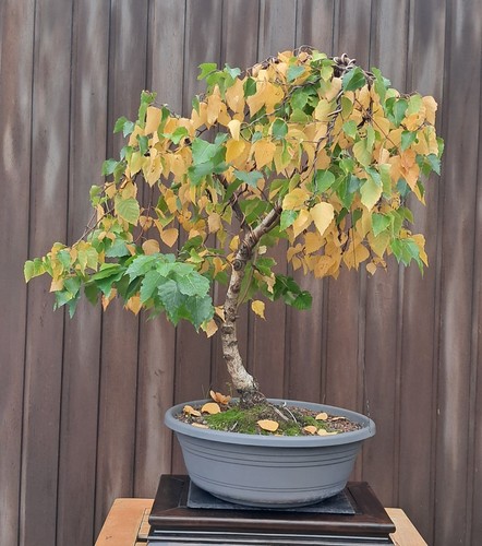 Bonsai birke betula - bonsai,