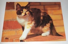 Katze Cat Chat Postkarte