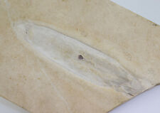 Tintenfisch, Plesioteuthis prisca, Jura, Tithon, Eichstätt, Deutschland-L51