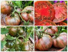 Семена Томат Гном Лепрекон Лёня (Латвия) Dwarf Leprechaun Lenya Samen