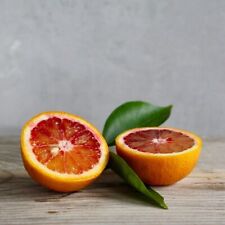Tarocco-Blutorange Citrus