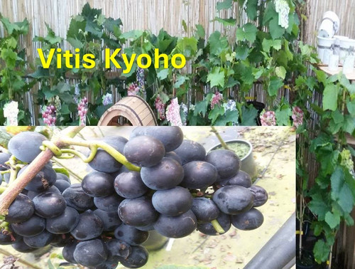 Vitis vinifera kyoho - vitis,