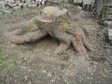 Wurzelholz  von Kirschbaum