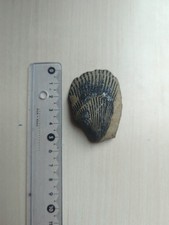 Eigenfund!! Versteinerte