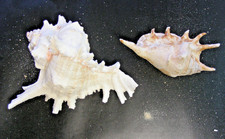 2 Riesenmuscheln  Trompeten