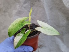SOLD Syngonium Albo