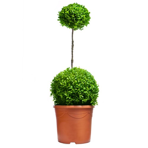 Buchsbaum duo kugel auf - buchsbaum, duo-kugel