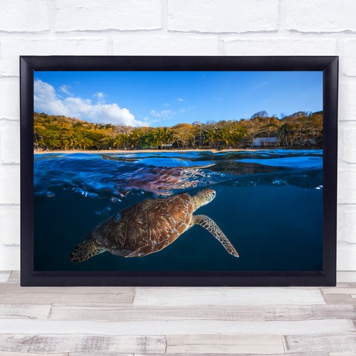 Schildkröte meer - schildkröte,
