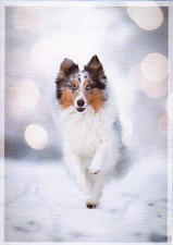 *  Australian Shepherd  * Postcard *  schöne  Postkarte # 1