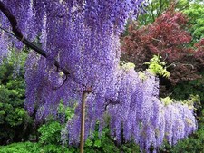 Stecklinge Blauregen Set