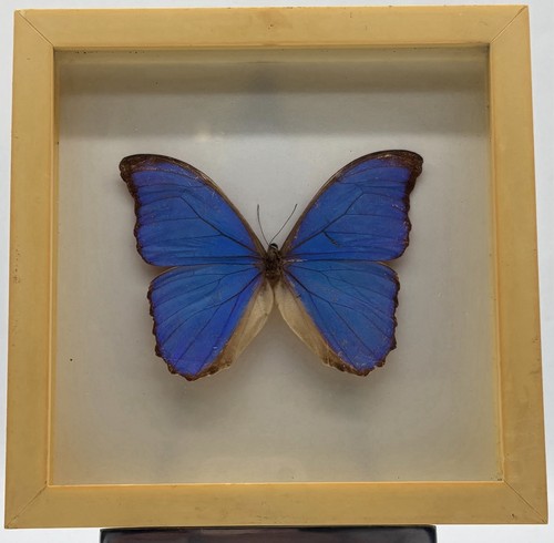 Schmetterling präparat morpho - präparat,