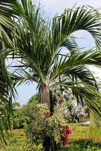 Samen die goldfucht palme - palme, ist