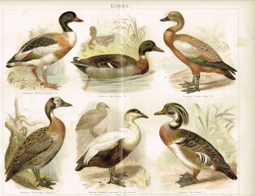 Farbtafel enten stockente - farbtafel, /