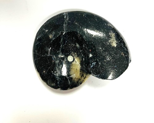 Fm0023 goniatit ammonit fossil - fm0023,