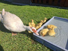 10 frische Eier Warzenente