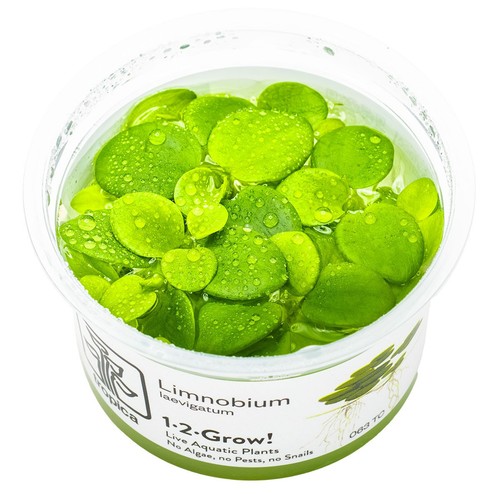 Limnobium laevigatum invitro - limnobium,