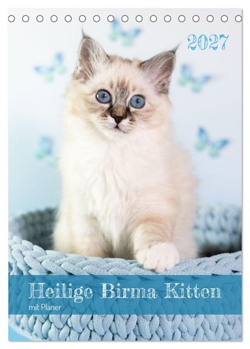 Heilige birma kitten kalender - heilige,