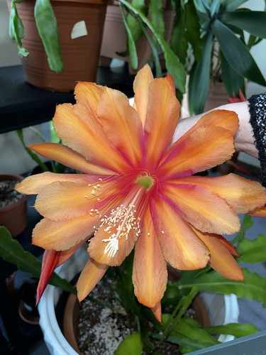 Epiphyllum orchideenkaktus - epiphyllum,