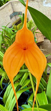 Masdevallia Big Orange NEW kräftige Pflanze Orchideen Dracula