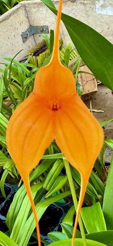 Masdevallia big orange new - masdevallia,