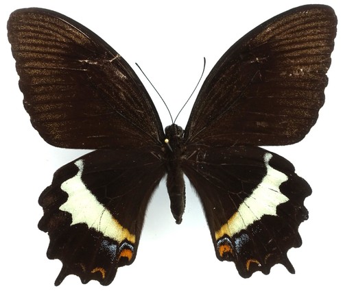 Papilio heringi female from - papilio,