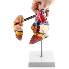 Menschliches Herz Modell: 1:1