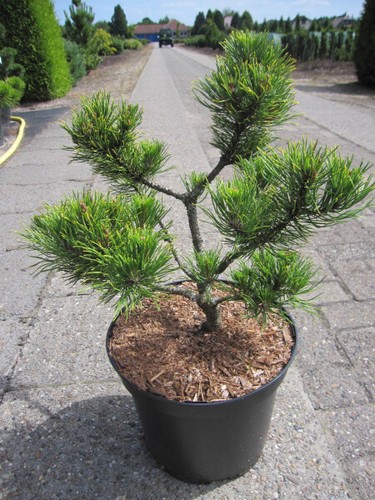 Pinus mugo carstens wintergold - pinus,