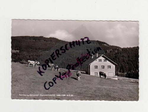 Feldberg bärental kühe - feldberg,