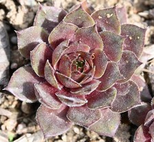 Sempervivum, Dachwurz, Sorte