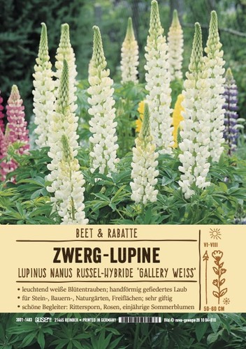 Lupinus gallery white lupine - gallery,