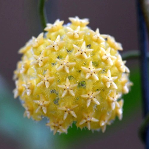 Hoya mindorensis gelb ableger - hoya,