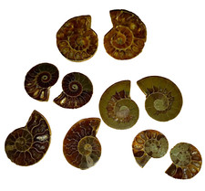 Mini phylloceras paar - phylloceras,