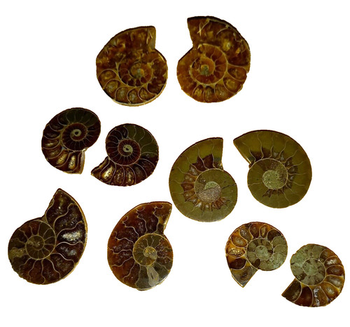 Mini phylloceras paar - phylloceras, 5