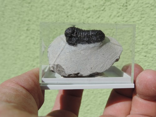 Schöner trilobit gerastos - trilobit,