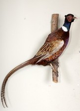 Schöne Jagdfasan Pheasant
