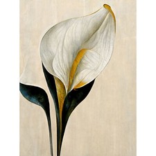Cala Lily Lilien Blumen