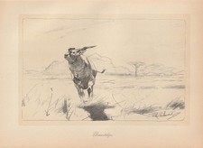 Elenantilope Antilopen