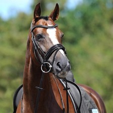 Passier Schwarz/Edelstahl Pony Trense Apollo Trensenzaum