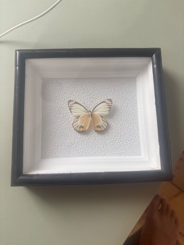 Präparierter schmetterling - schmetterling, in