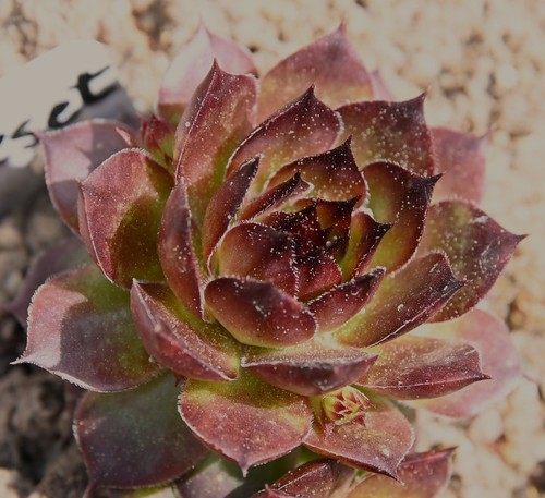 Sempervivum dachwurz sorte - sempervivum,, dachwurz,