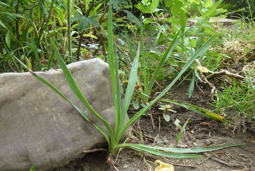 Yucca gloriosa