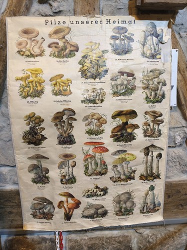 Vintage schulwandkarte pilze - vintage, |