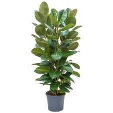 Gummibaum Ficus elastica Robusta Zimmerpflanze Grünpflanze Blume